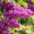 Lilac: top 150 fotografií odrůd a druhů. Pěstování šeříků na zahradě. Tipy pro výsadbu, péči, reprodukci. Výhody a použití šeříku. Video návody od zkušených zahradníků